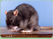 rat control Aberdeen