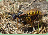 wasp control Aberdeen